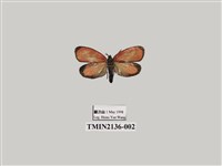 藏品(細緣杜鵑斑蛾)的圖片